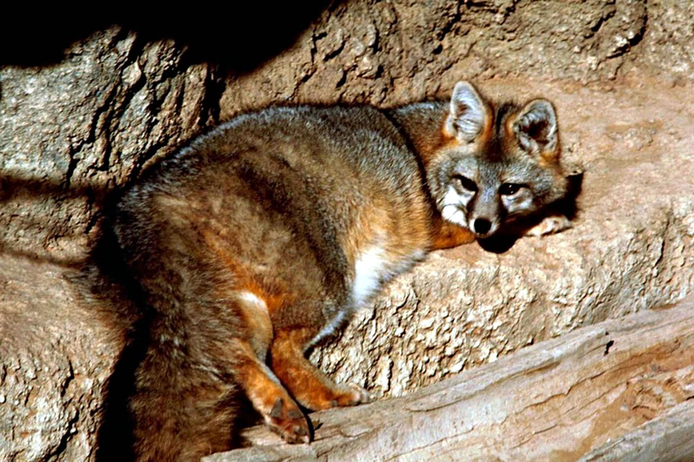 Grey fox resting among the rocks in Chiricahua National Park, Arizona.