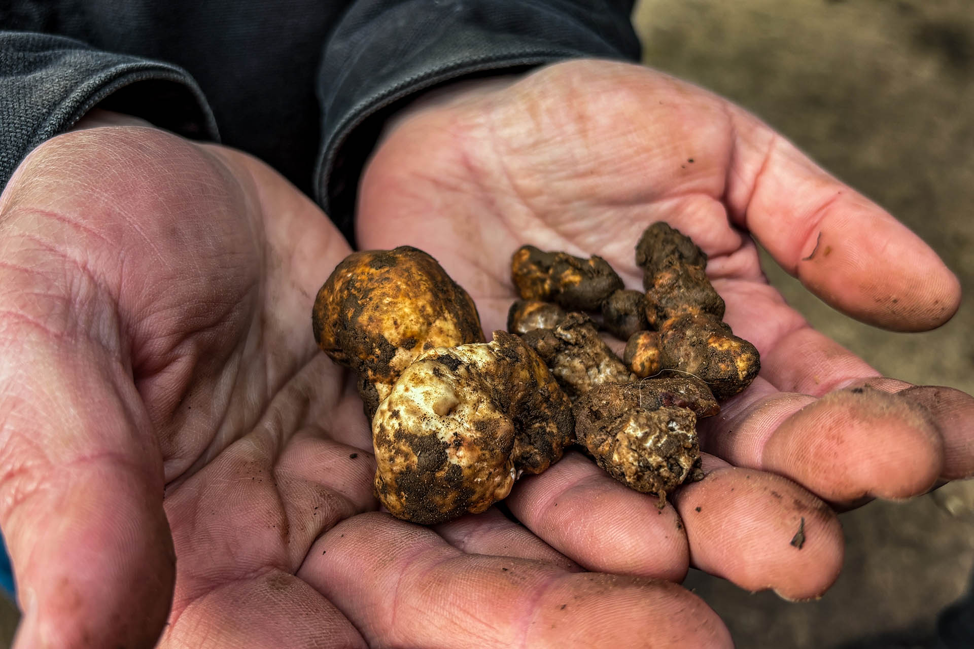 Phillip holds up our bounty of truffles from our morning hunt, about 1k UDS of ground gold right there.