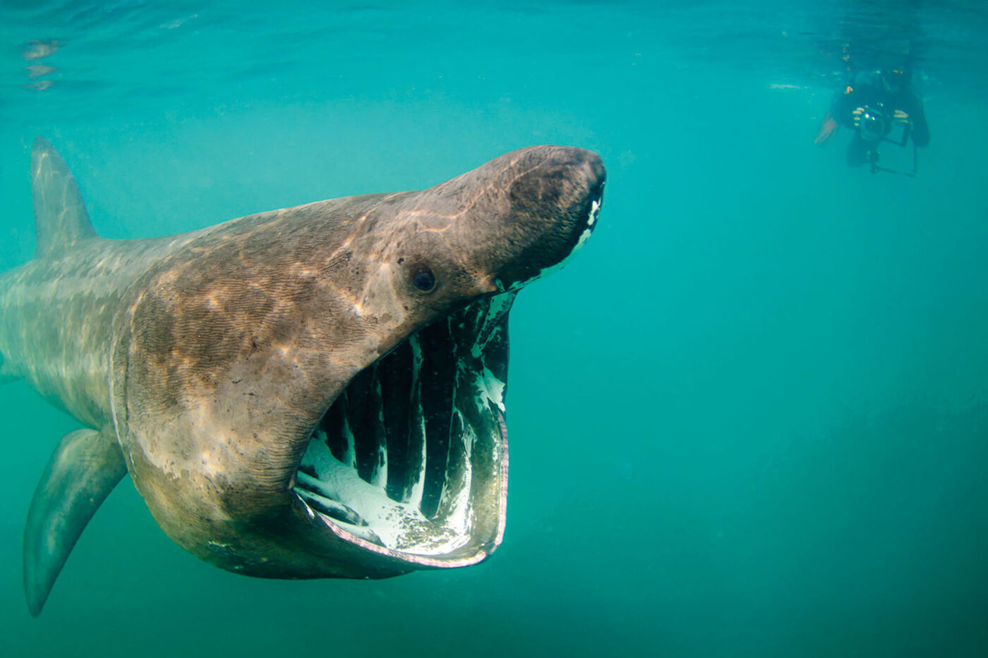 An underwater photo of a huge shark with it's giant mouth open. A diver is taking a photo in the background.
