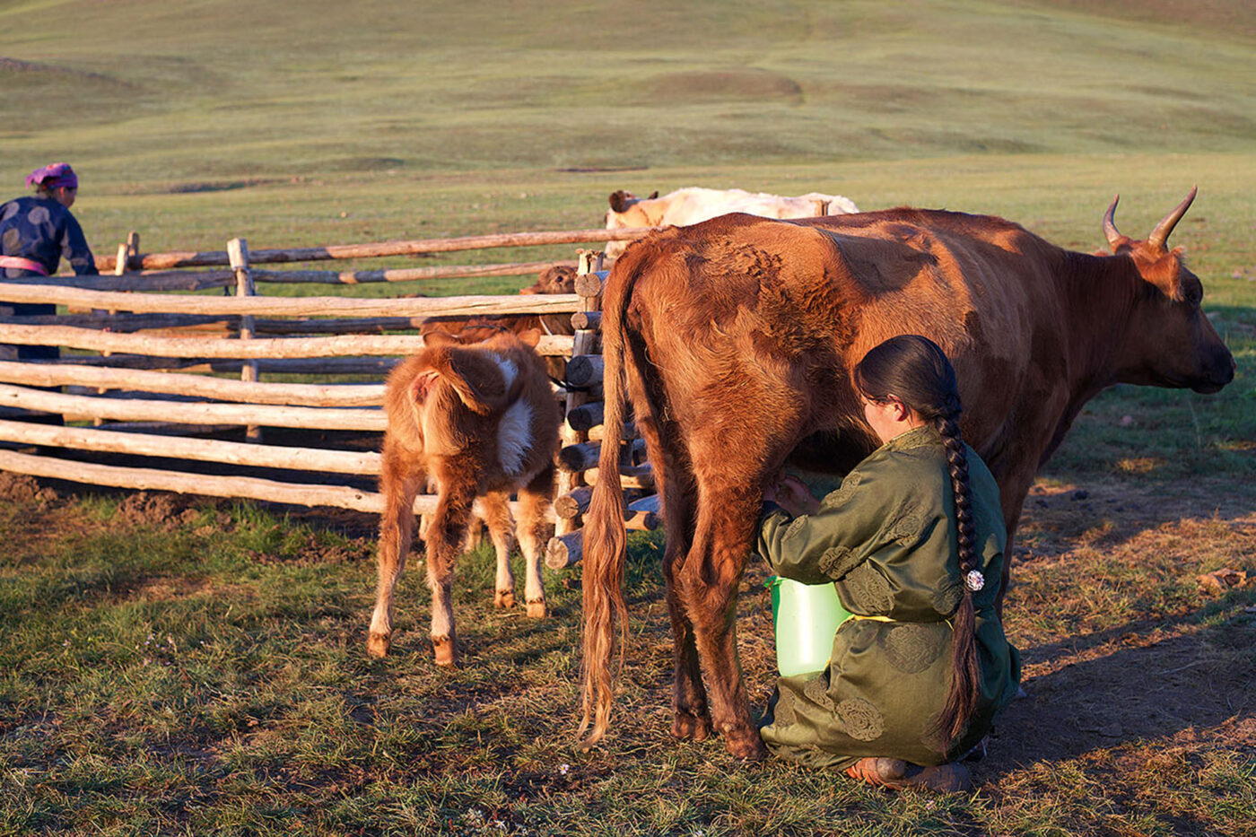 A Nomad milking one of the brown cows.