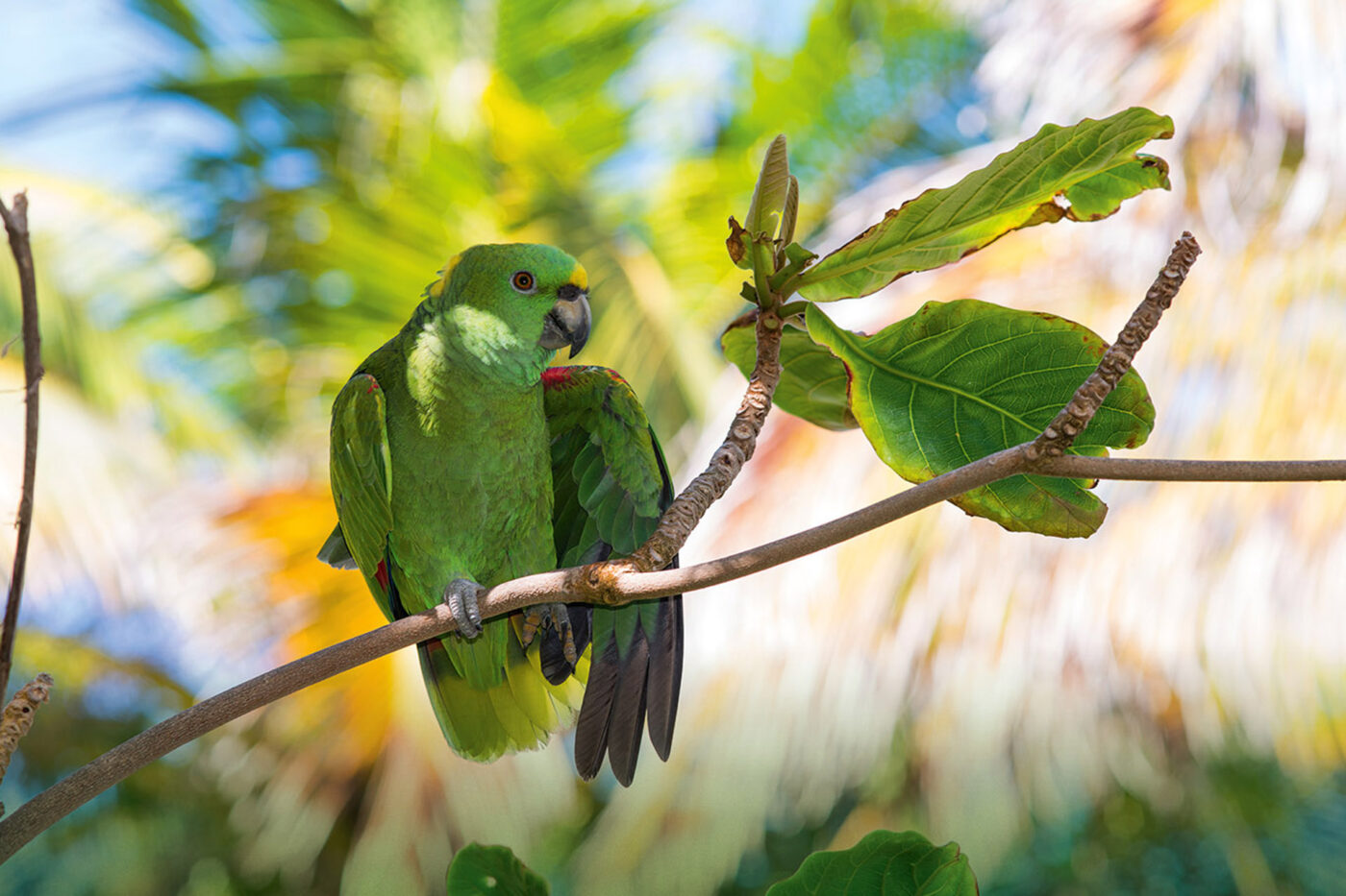 A green parrot perched on a branch.