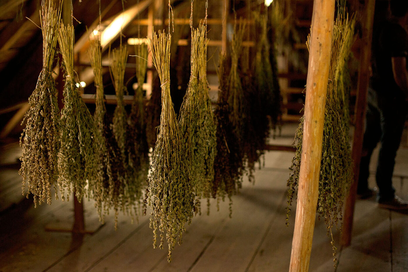 Bouquets of wormwood hang upside down inside an attic.