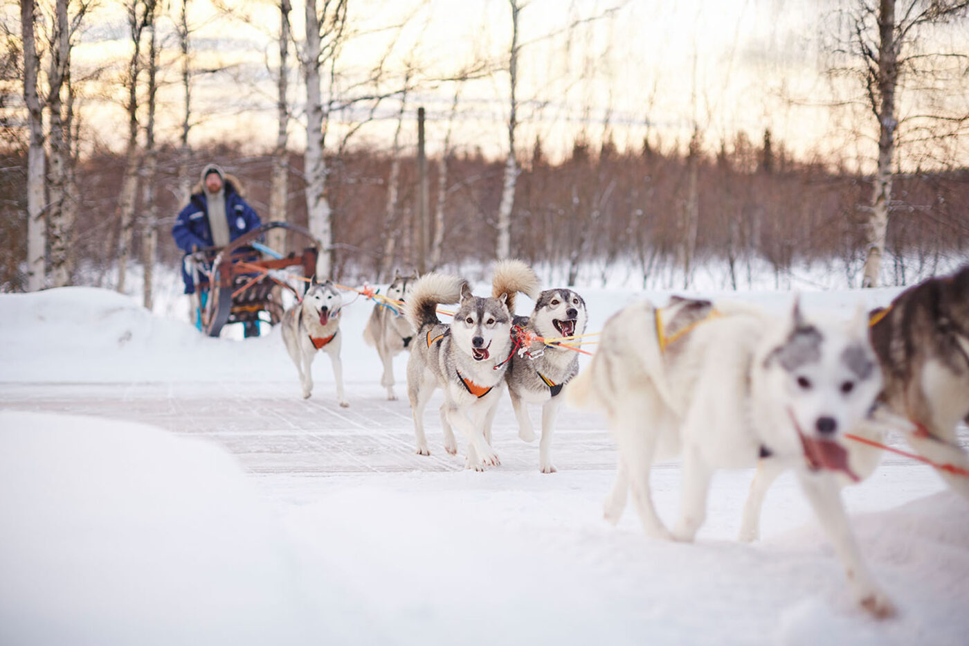 A man riding on a sled being pulled by a team of white dogs.