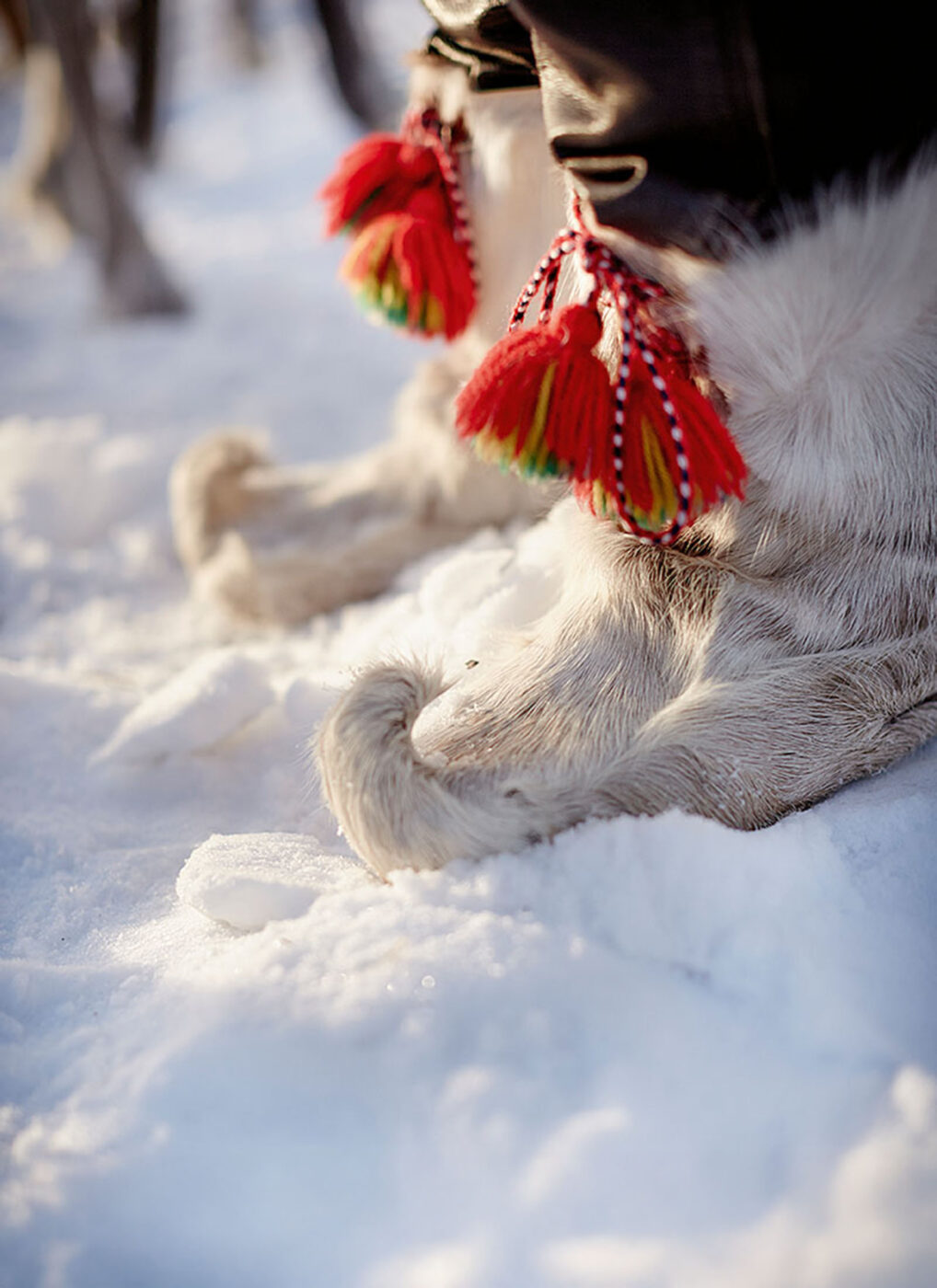 A close up of furry boots made from reindeer hide.