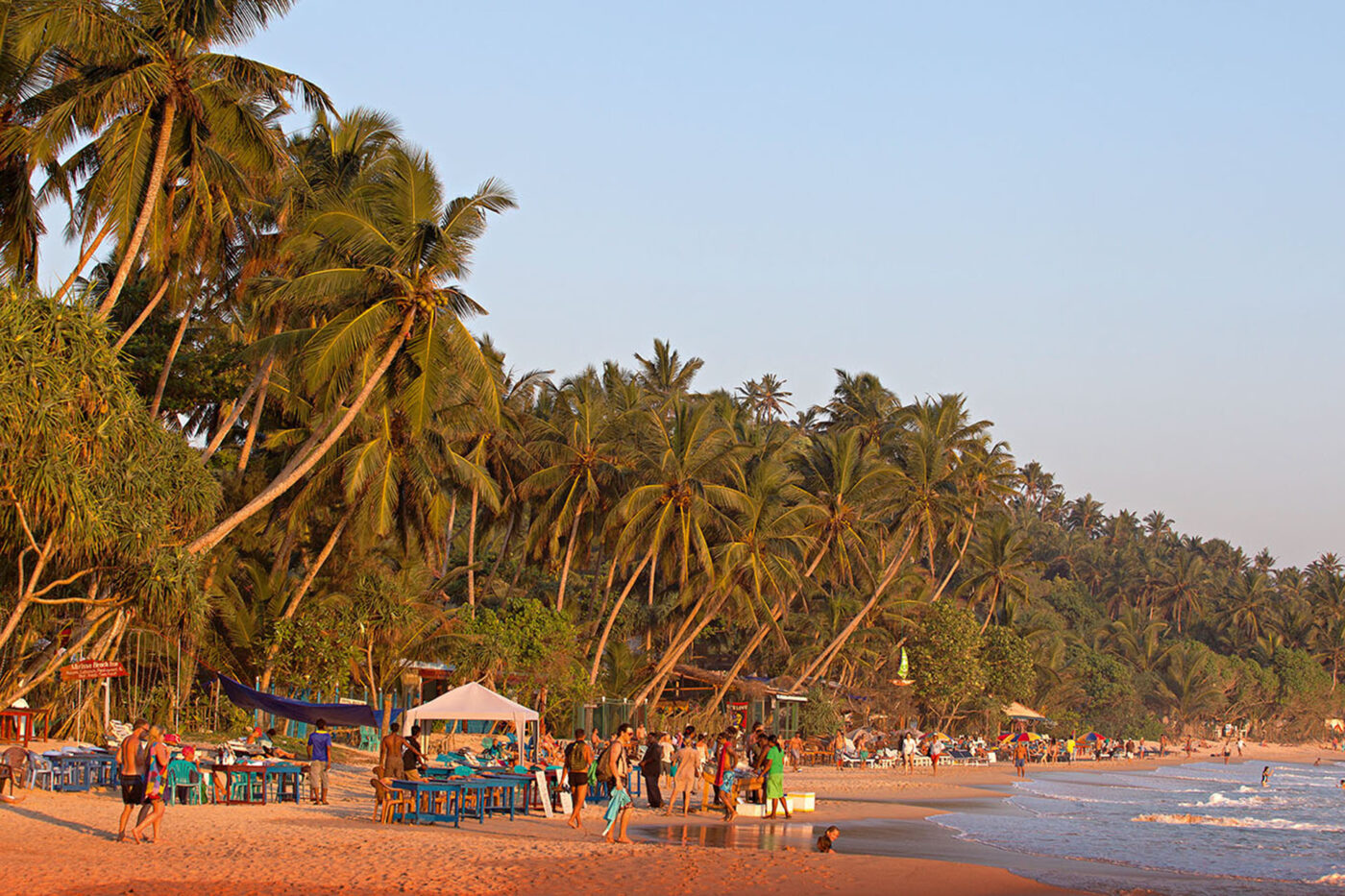 A landscape shot of a very packed beach filled with palm trees, tents and beach chairs.