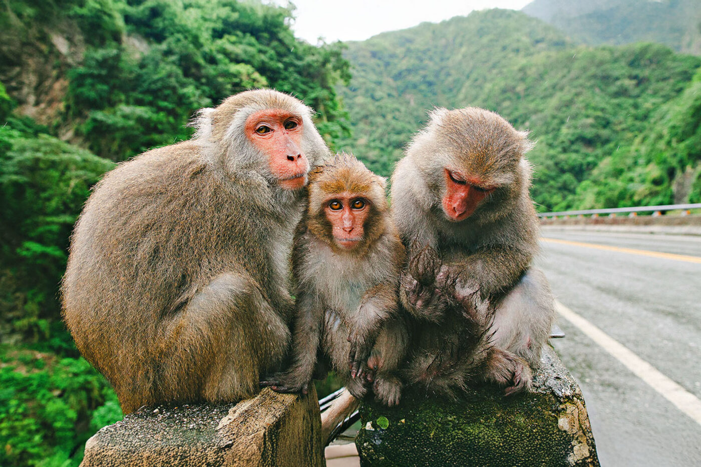 Three grey and brown monkeys huddled together on a fence near the highway.