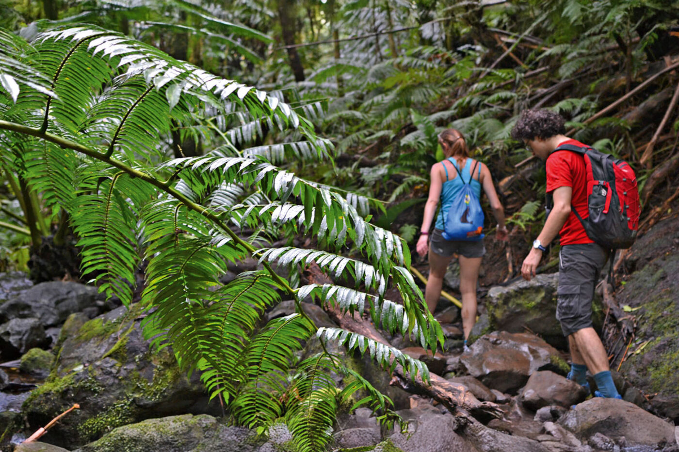 Two people walking through a rocky terrain in the forest. Thick vegetation is all around them.