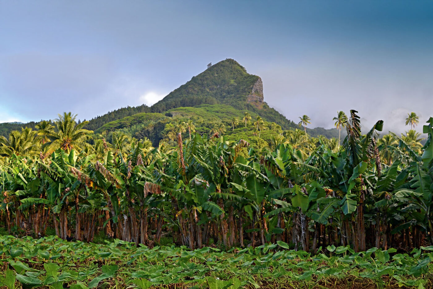 A landscape shot of an island. A large mountain towers in the background and luscious greenery in the foreground.