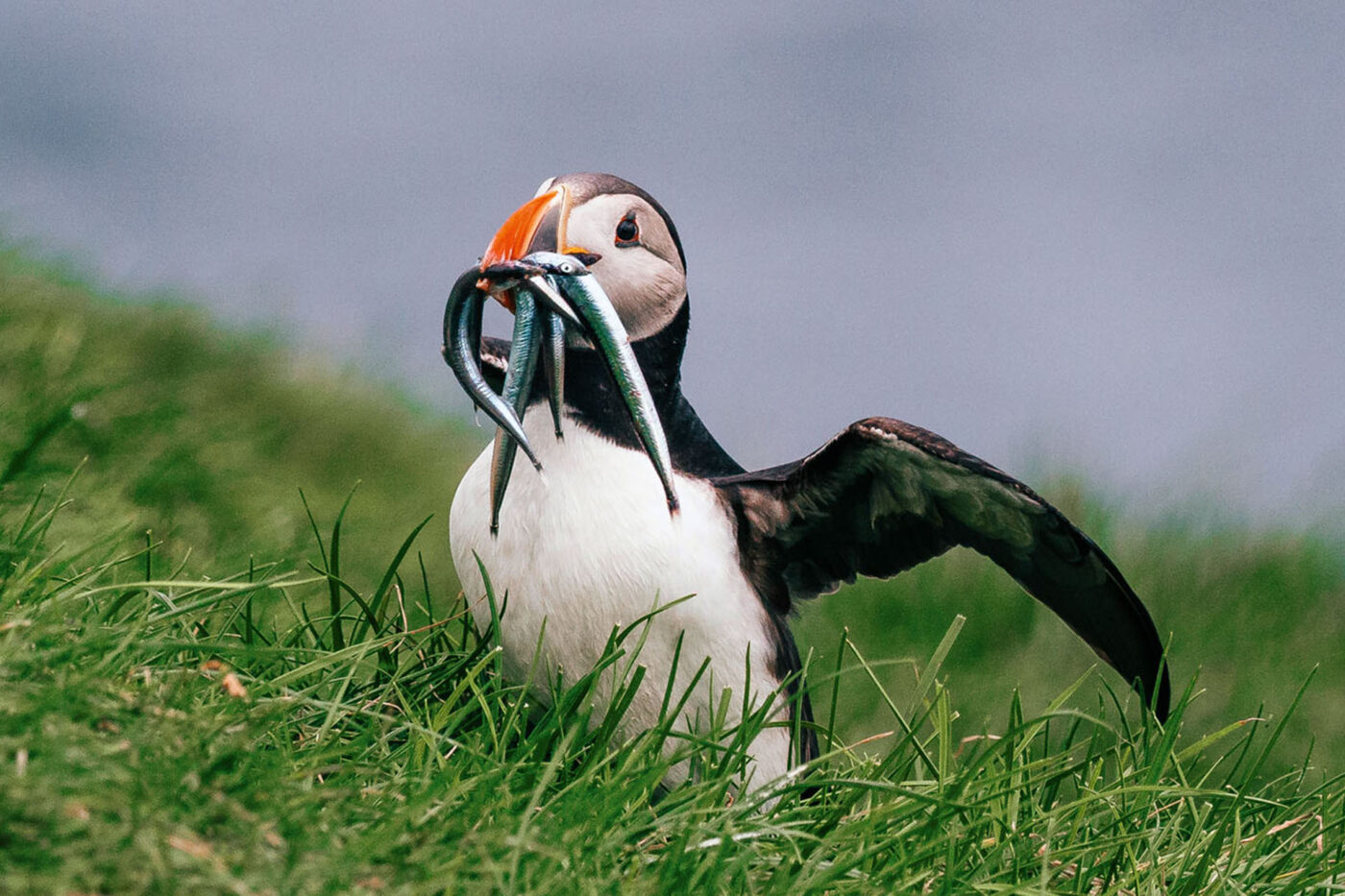 A close up shot of a puffin with it's wings extended after it's landed on the grass. In it's mouth, there are four fishes.