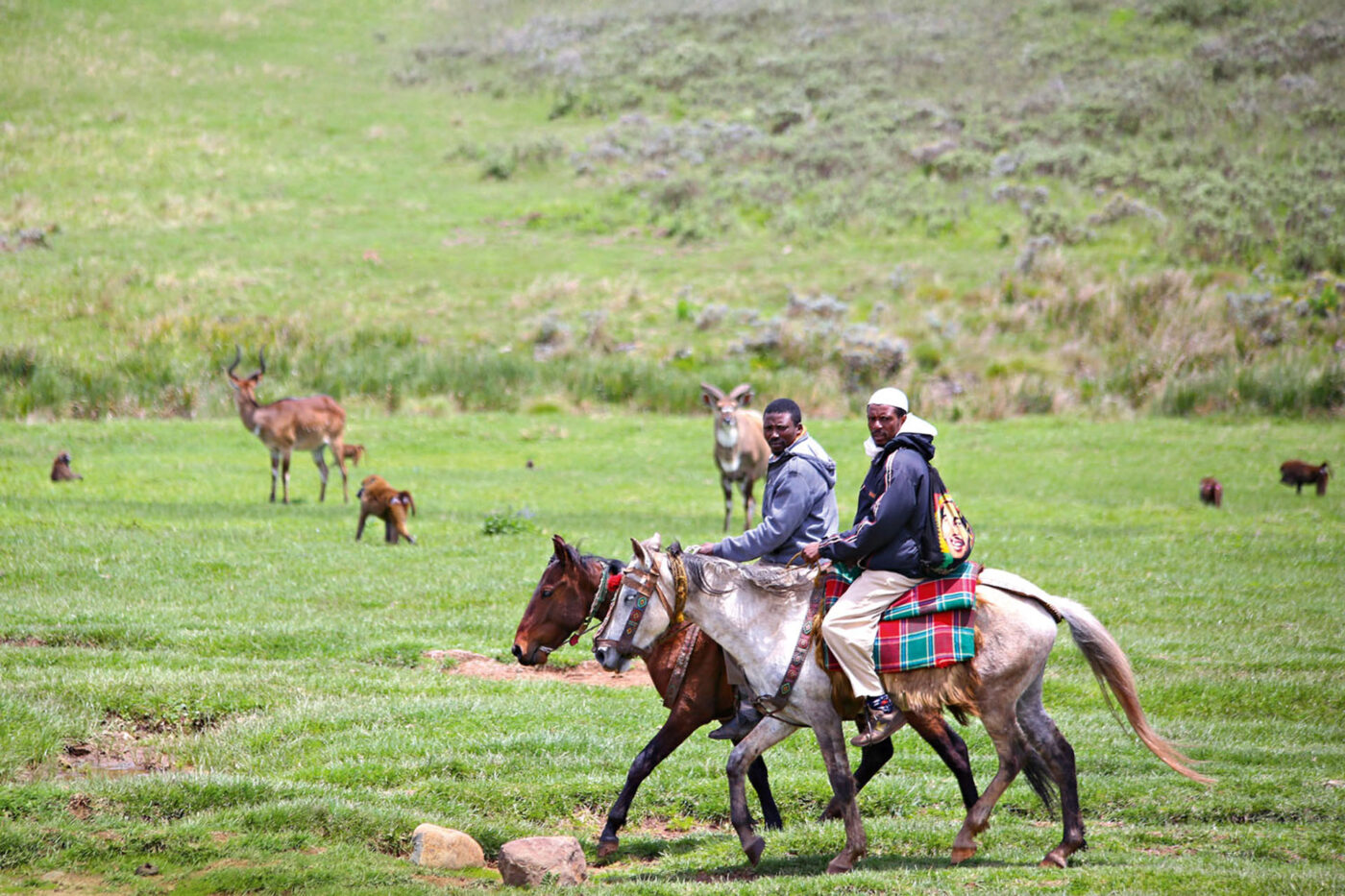Two men on horses riding through the grass. Behind them, monkeys and deer.