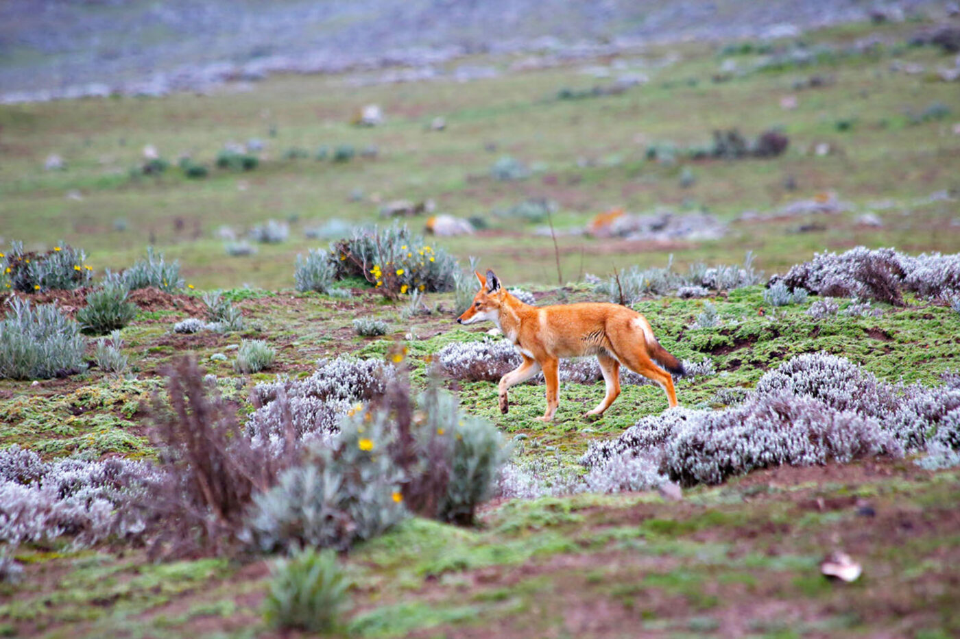 An orange Ethiopian wolf walking through the grass.
