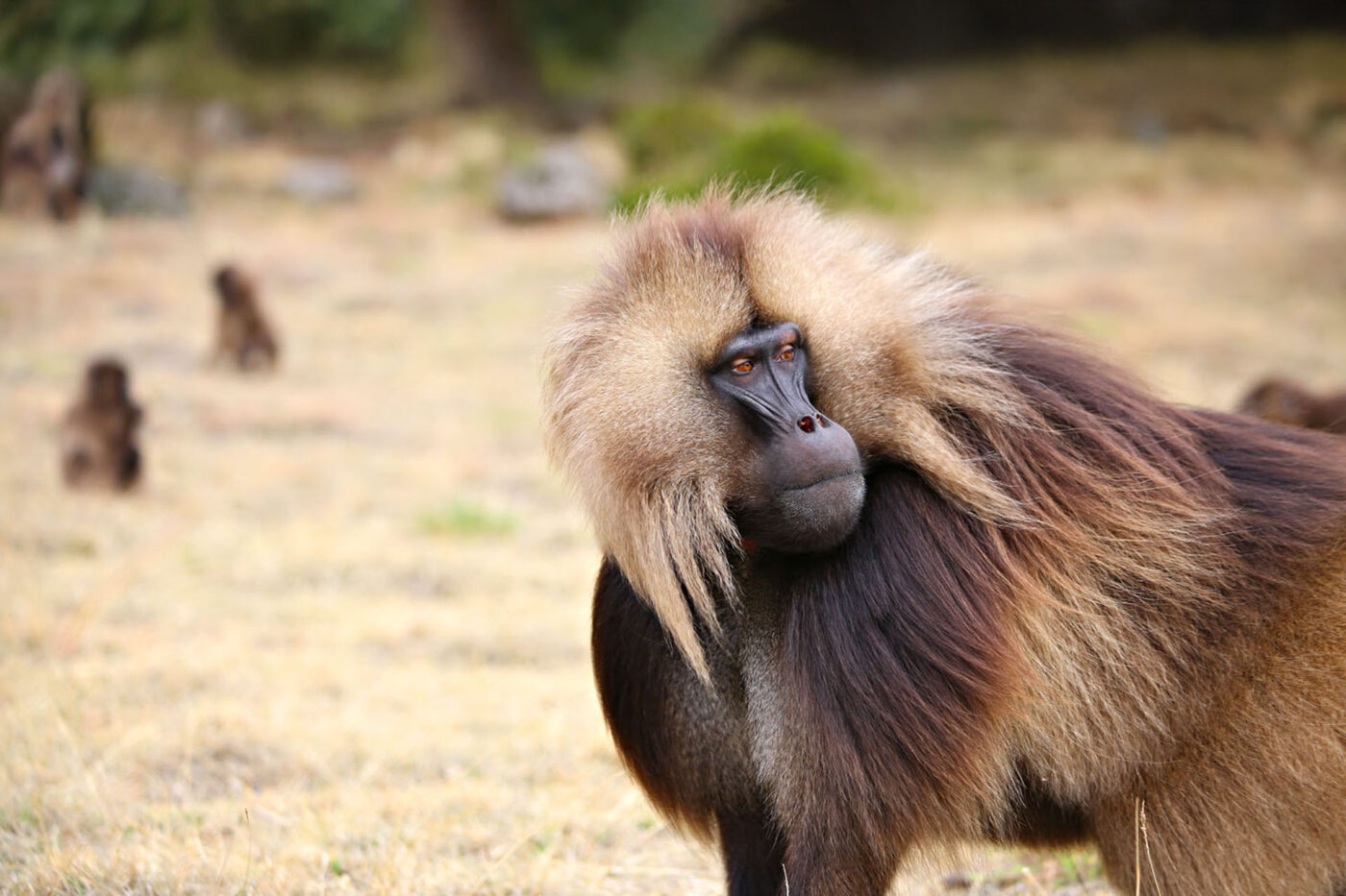 A monkey turning it's head and looking to something to the right of the camera.