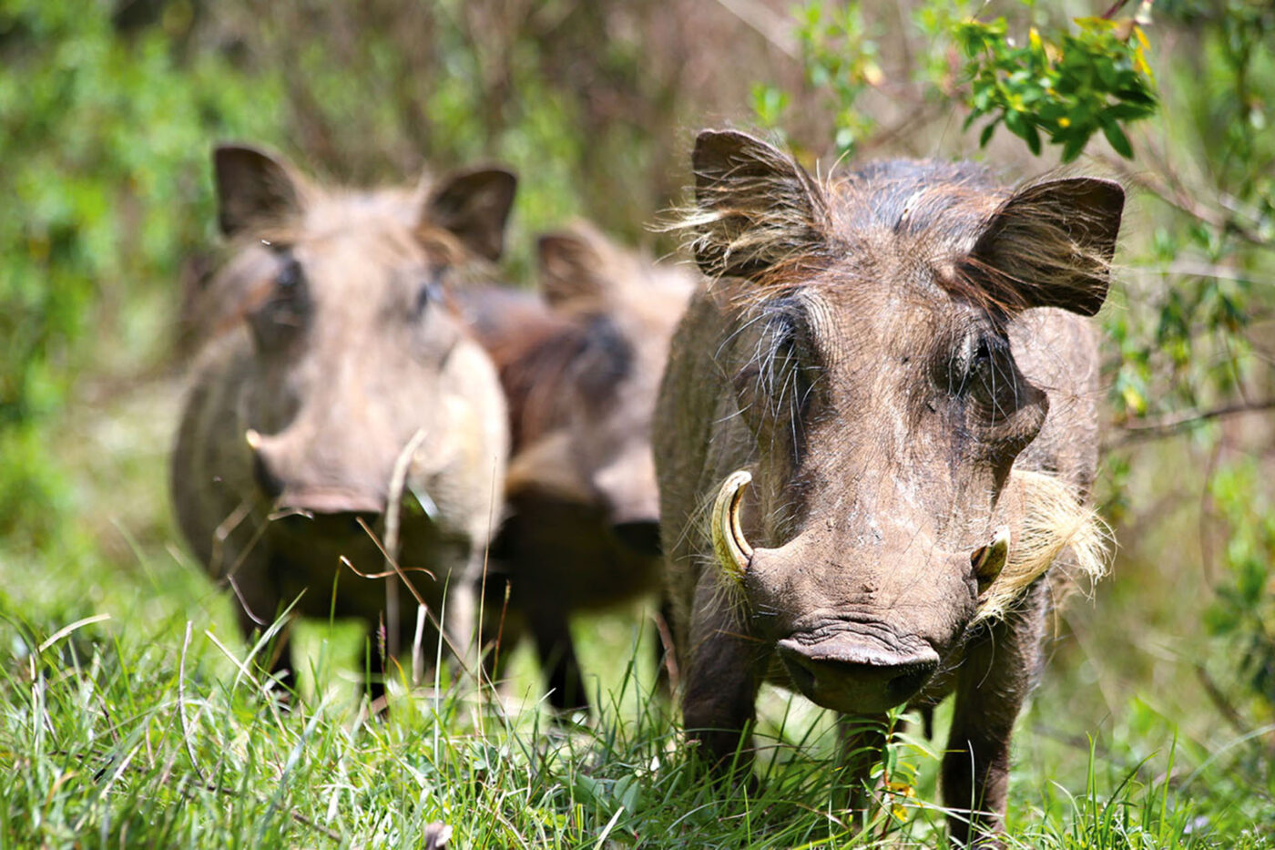 Three warthogs looking towards the camera.