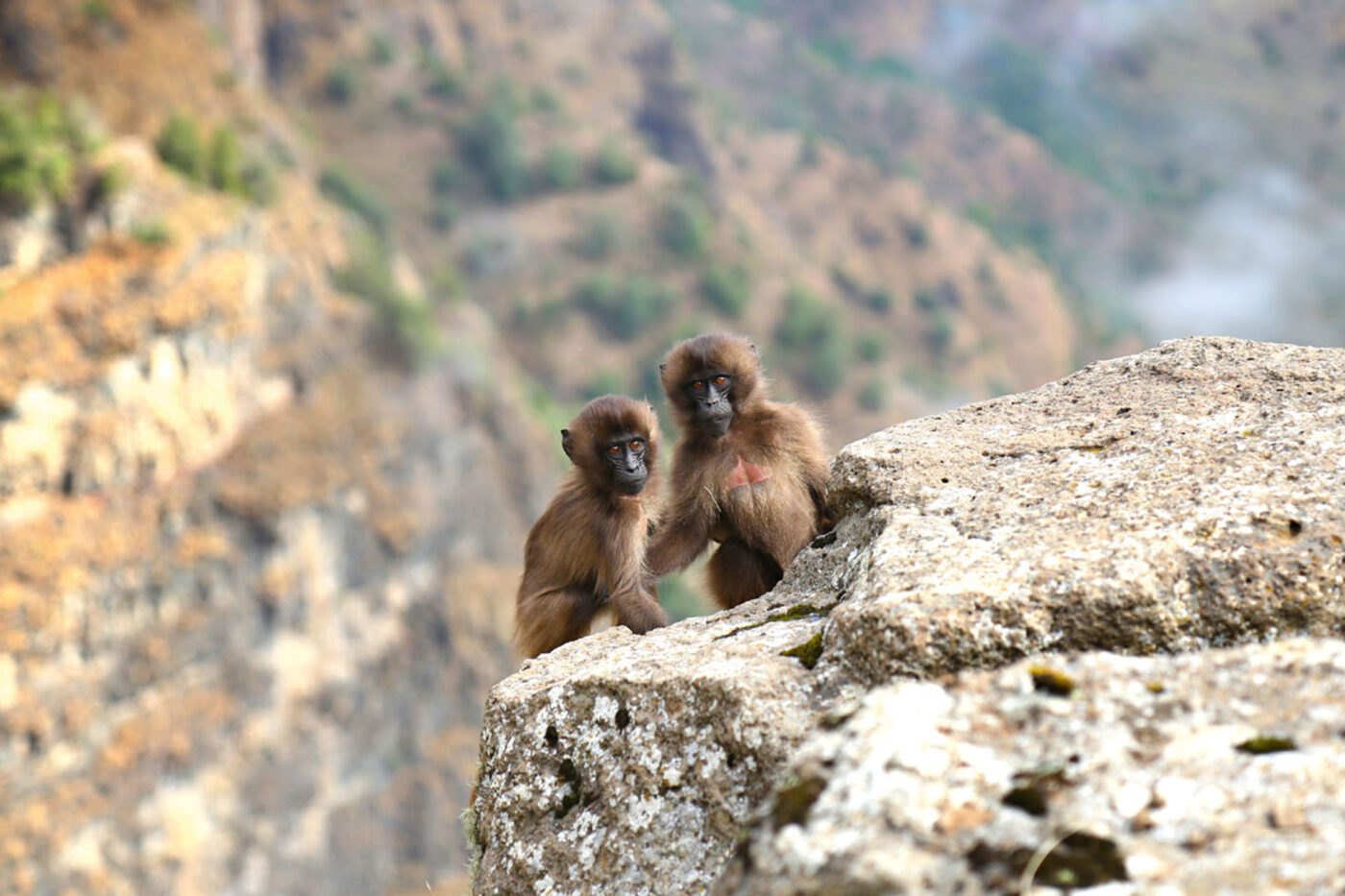 Gelada monkeys rising up from the shelter of the cliffs.