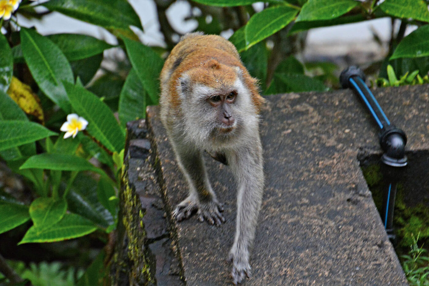 A regular hotel guest.