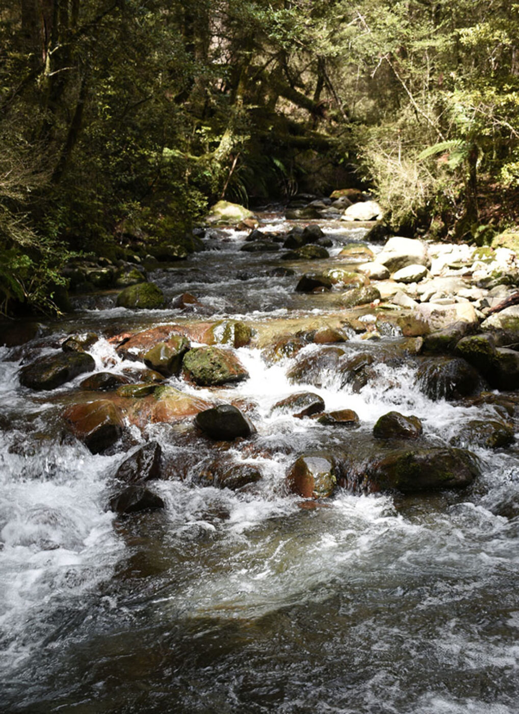 A flowing river with lots of big rocks.