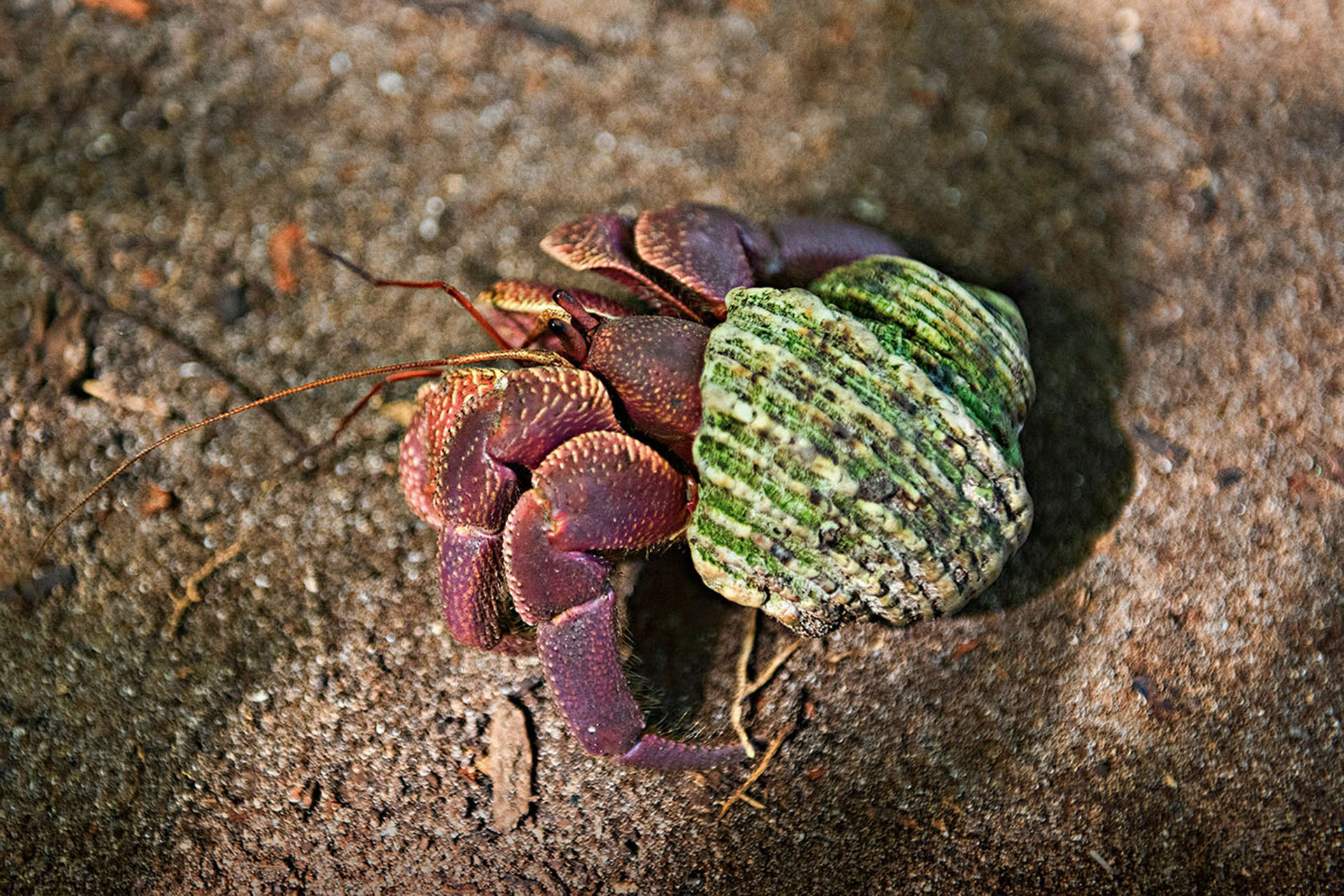 Hermit crabs are found throughout the jungles of Boulder Island.