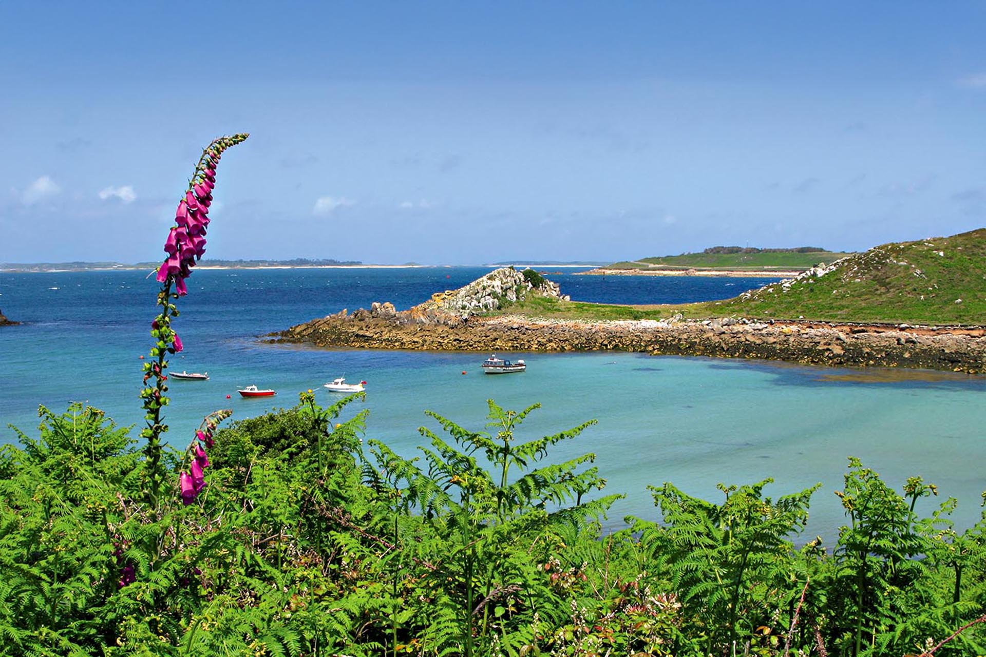 A purple flower in amongst other greenery. In the background, an ocean with boats sailing through.