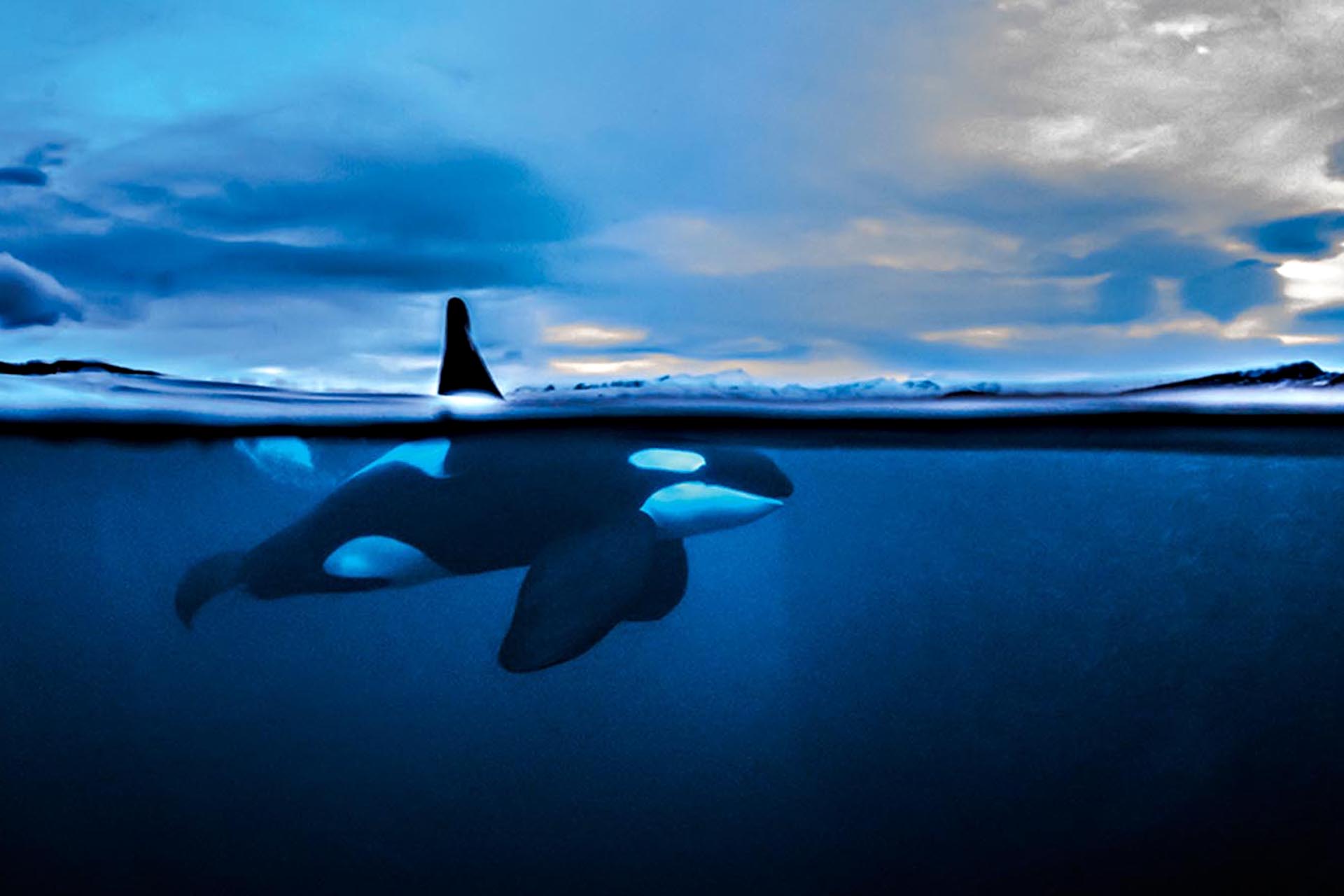 An Orca about to surface from the water.