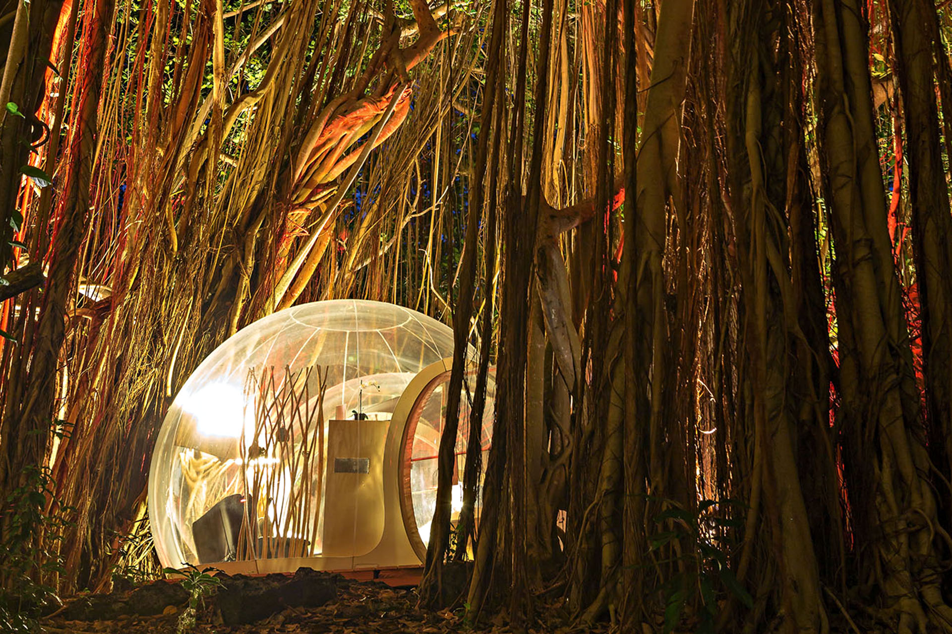 A lit-up tent in the shape of a bubble surrounded by trees.