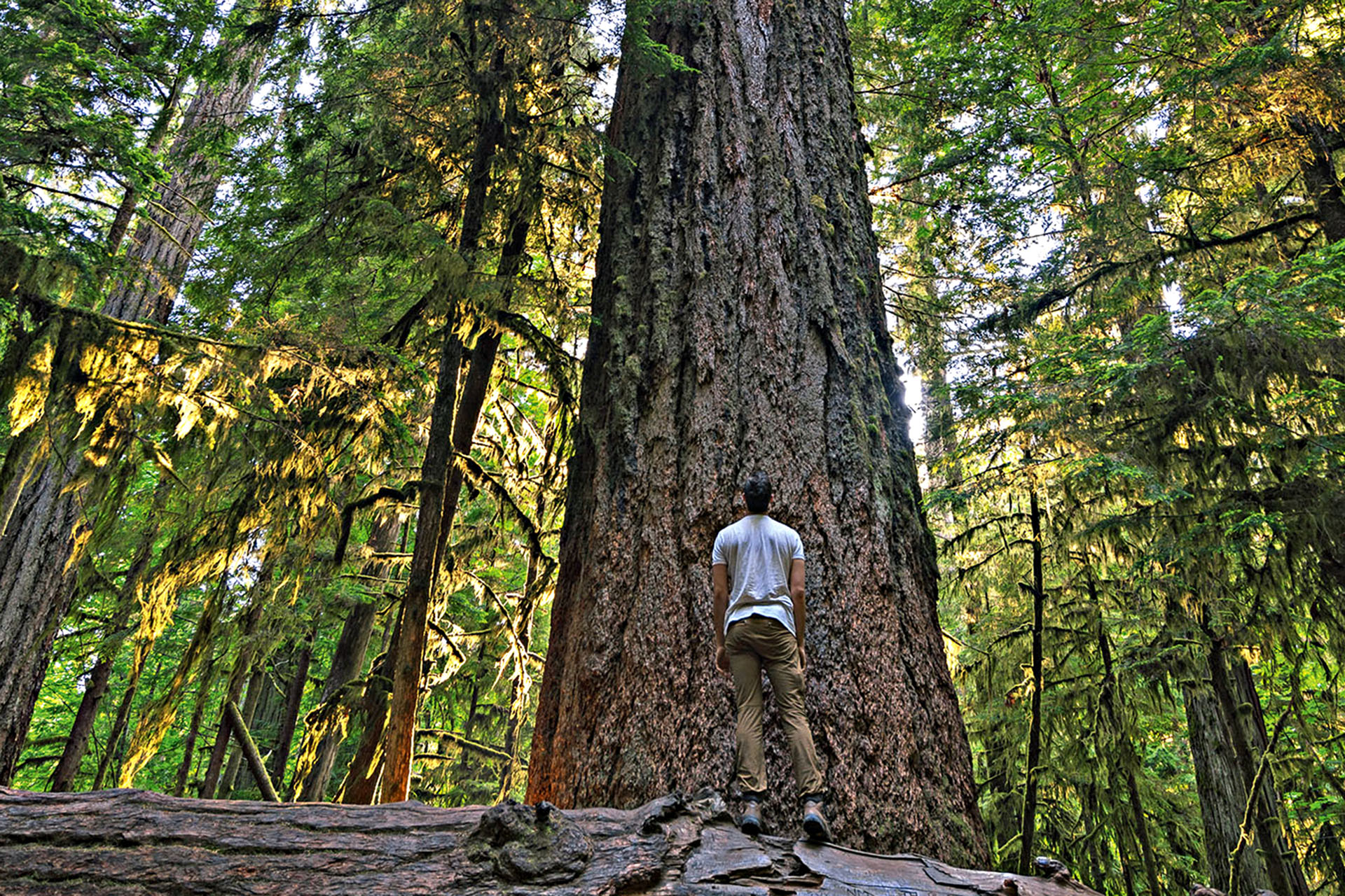 A person facing the trunk of a tree and looking up, surrounded by other trees.