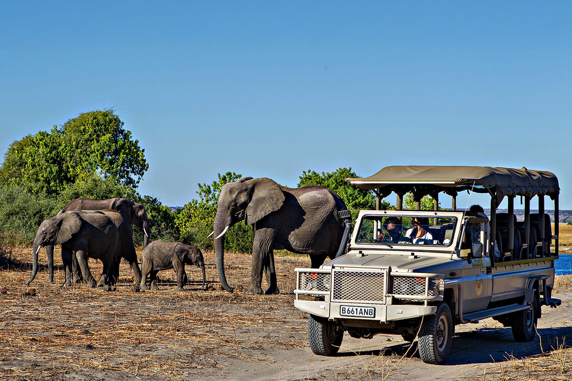 An electric safari vehicle driving next to a family of elephants.