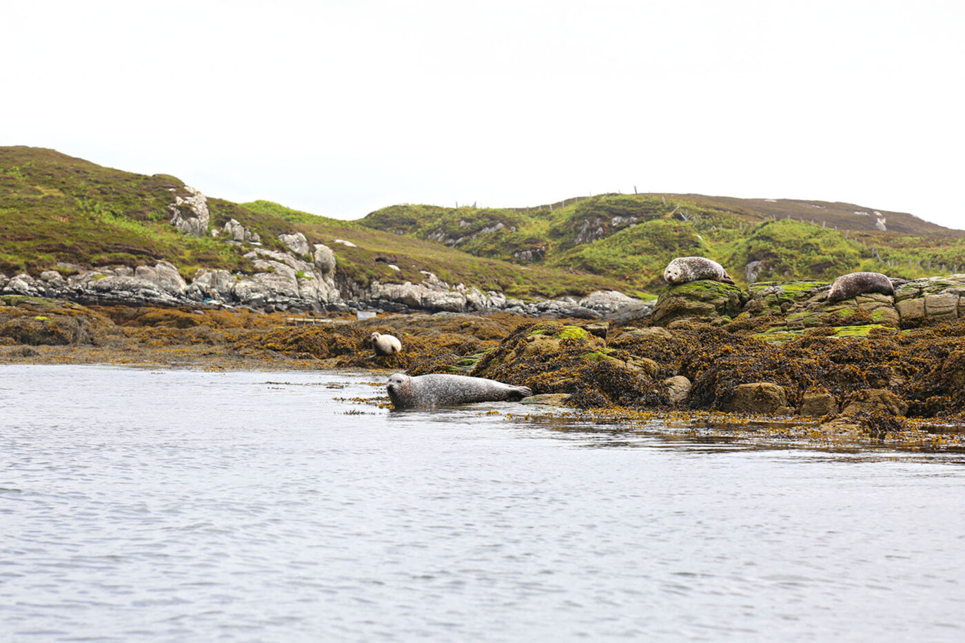 A group of seals resting next to the water