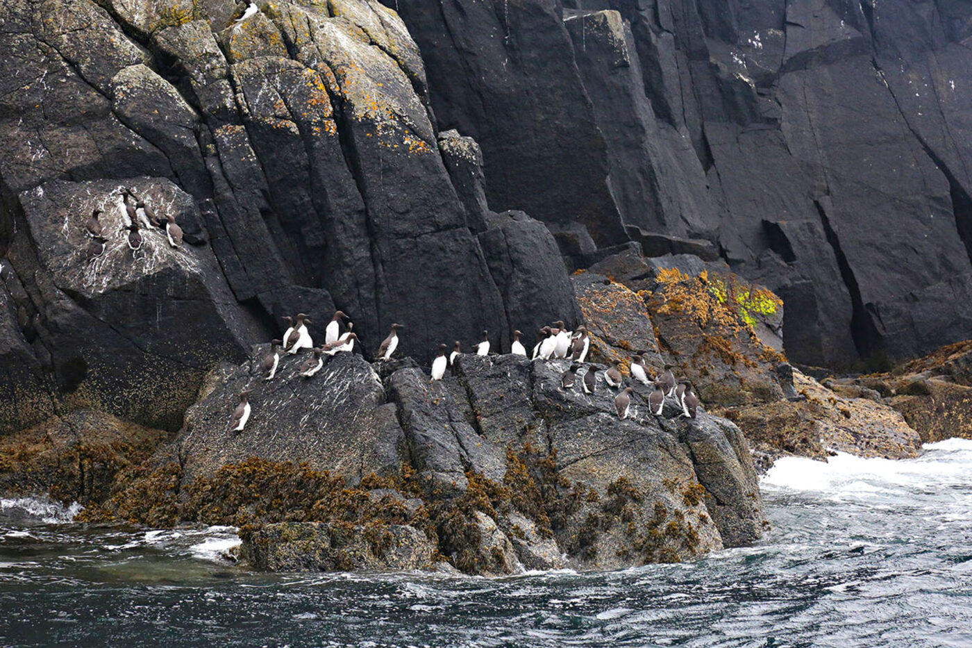 A group of guillemots sitting on rock formations near the water.