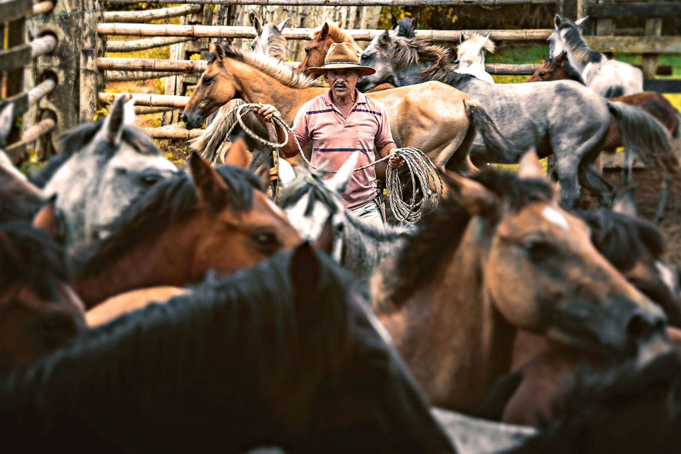 A Colombian cowboy standing in the middle of a paddock full of horses.