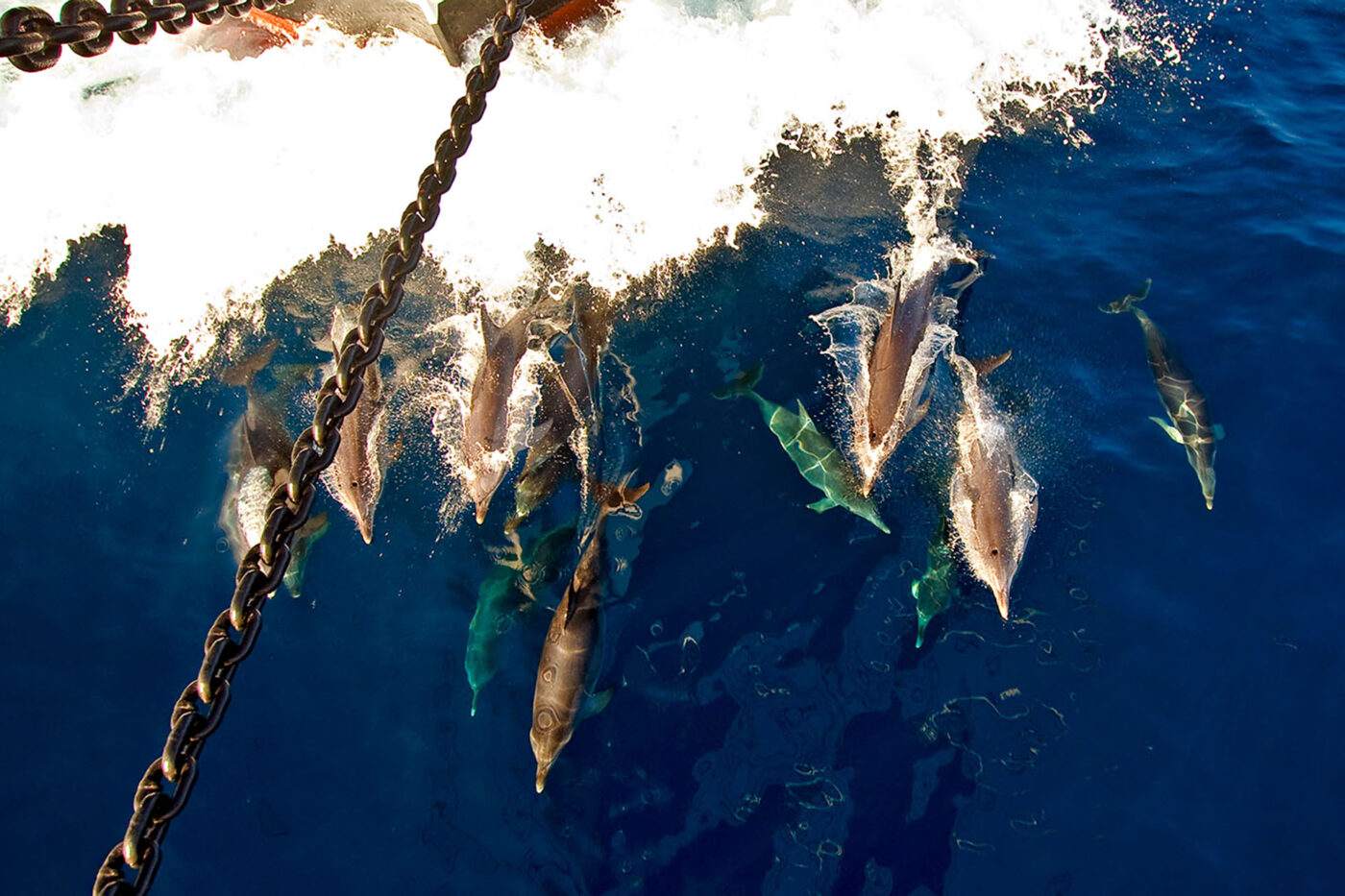 A school of dolphins all swimming at the surface of the water.
