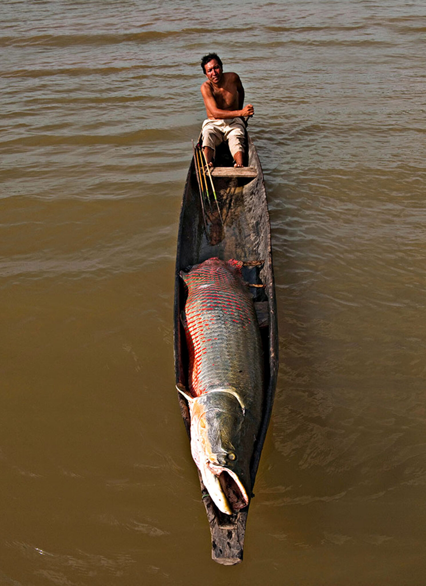 Arapaima (Arapaima gigas) and licenced fisherman, Rupununi, Guyana