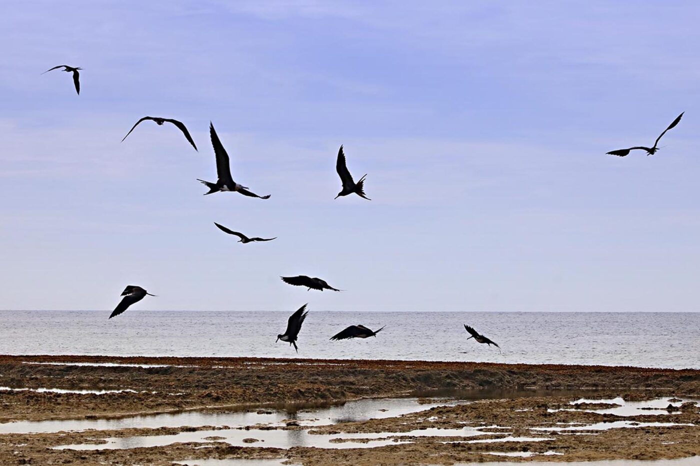 A flock of birds flying over the water.