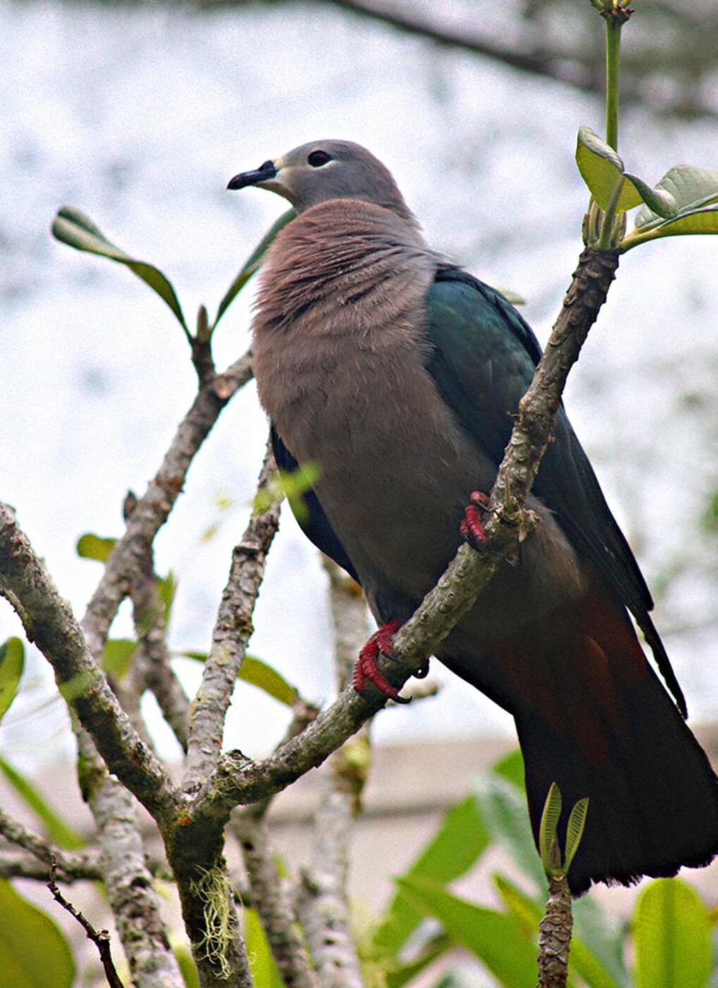 A blue and pink pigeon perched on a tree branch.