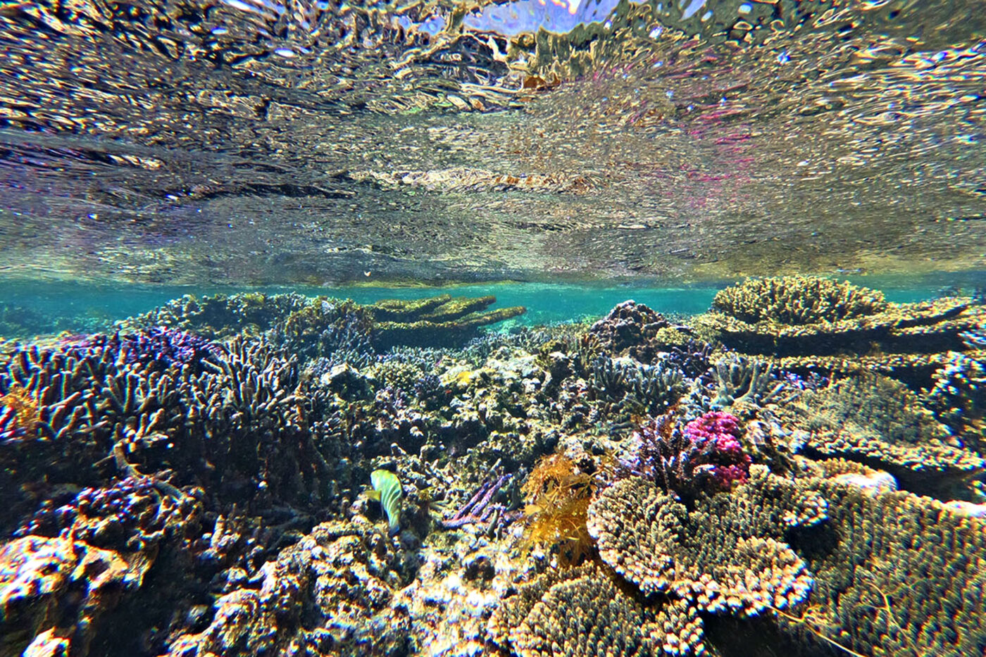 The Abroholos are well known for their incredible colourful soft corals.