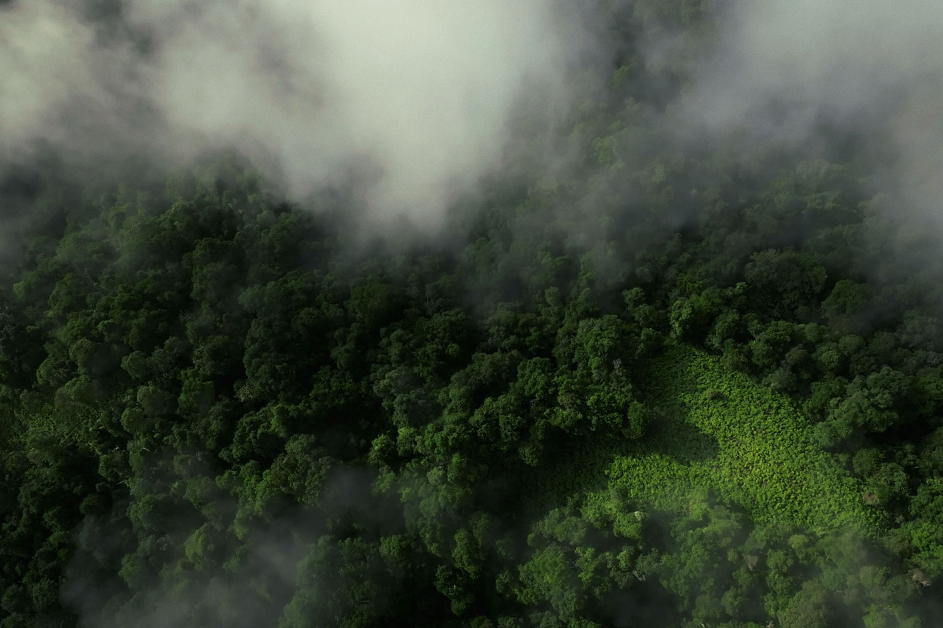 The mist was a paid actor.