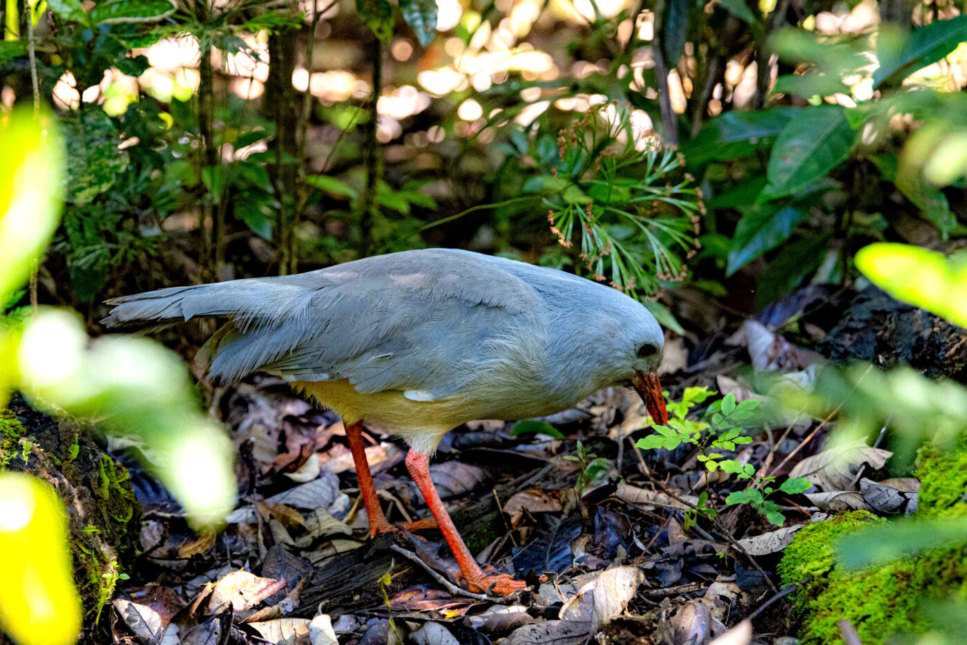 A white bird pecking at the leaves on the ground.
