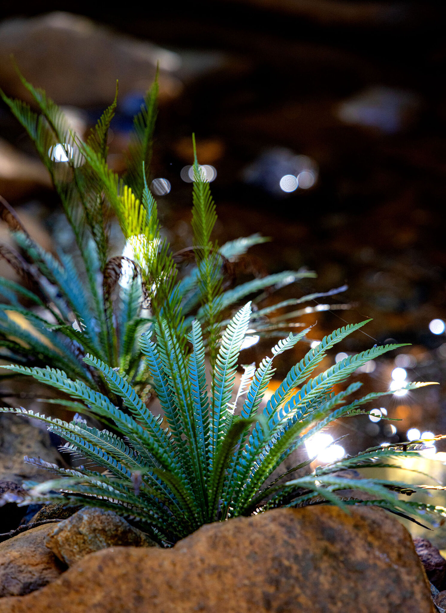 Native endemic ferns are everywhere.