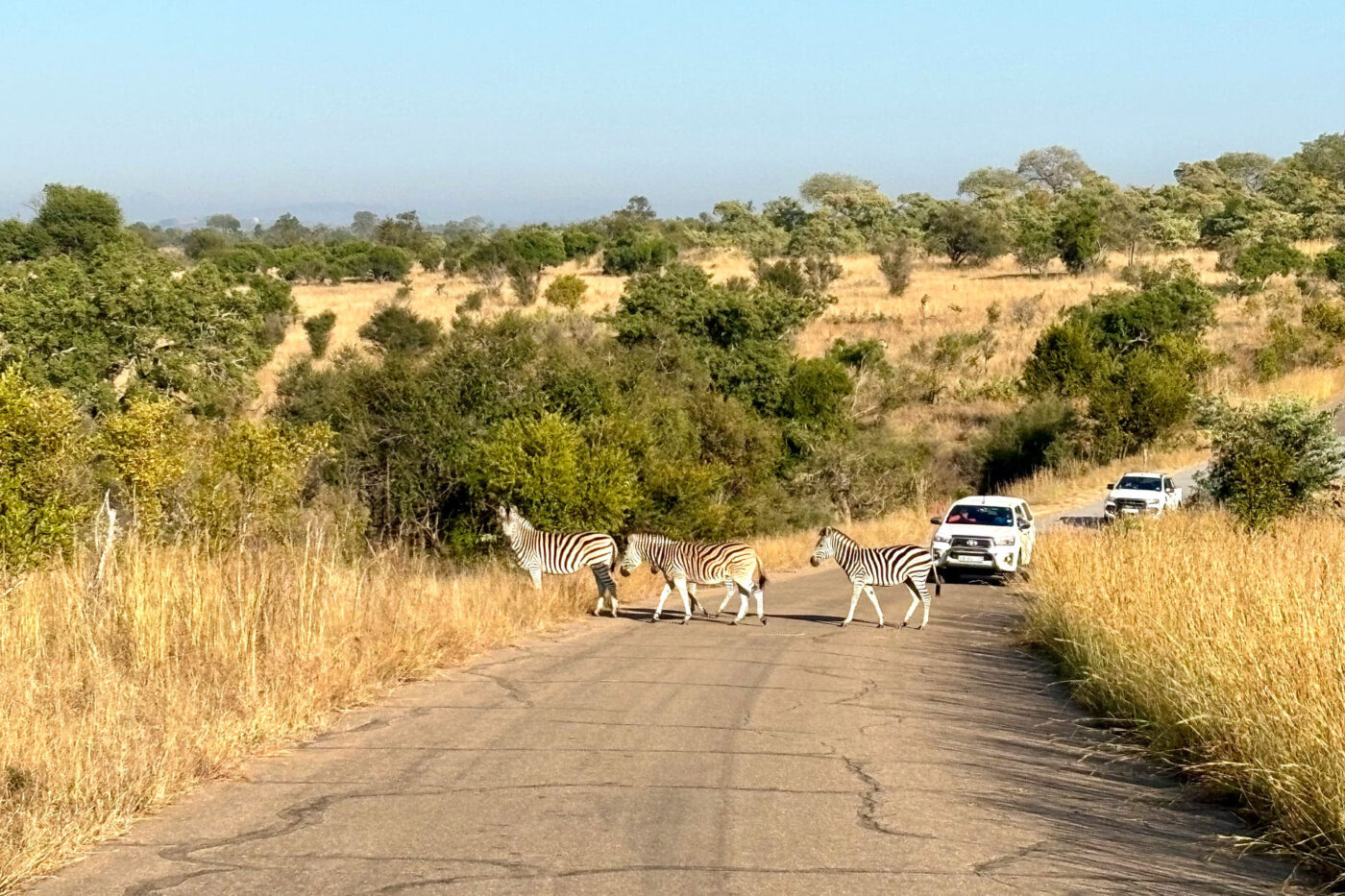 Three zebras crossing over the road. Two cars wait behind them as they cross.