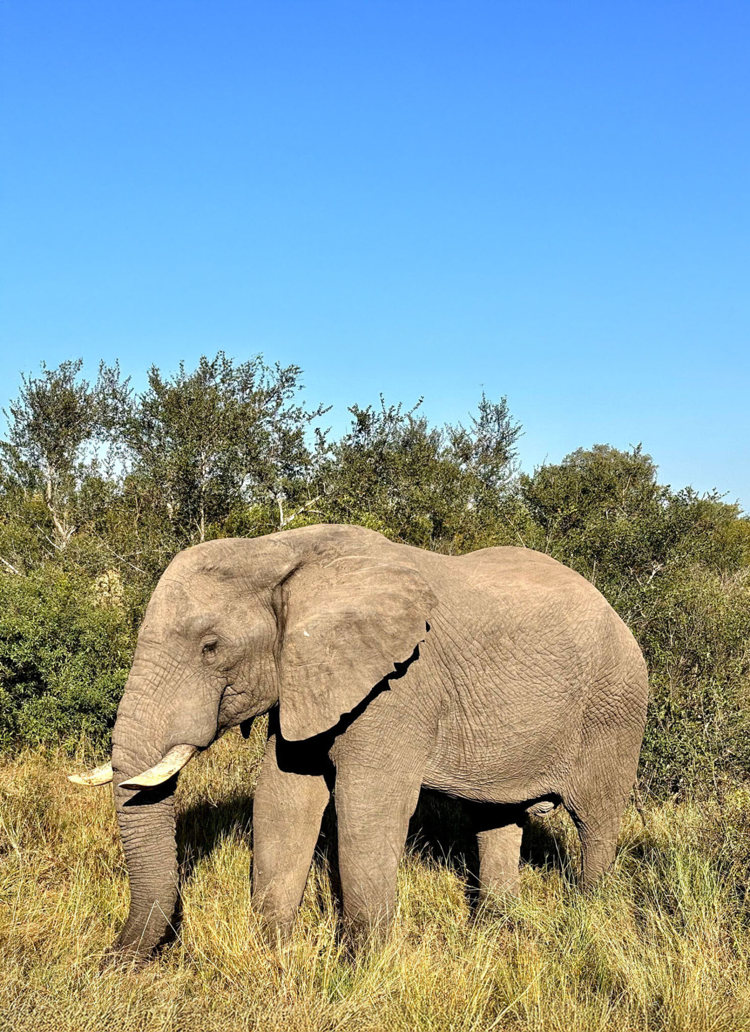 Big ears, big trunk, bigger attitude. 