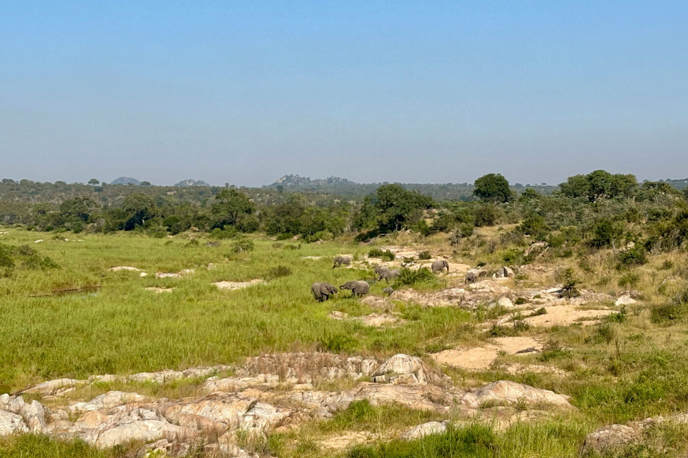 A group of elephants in the grass.