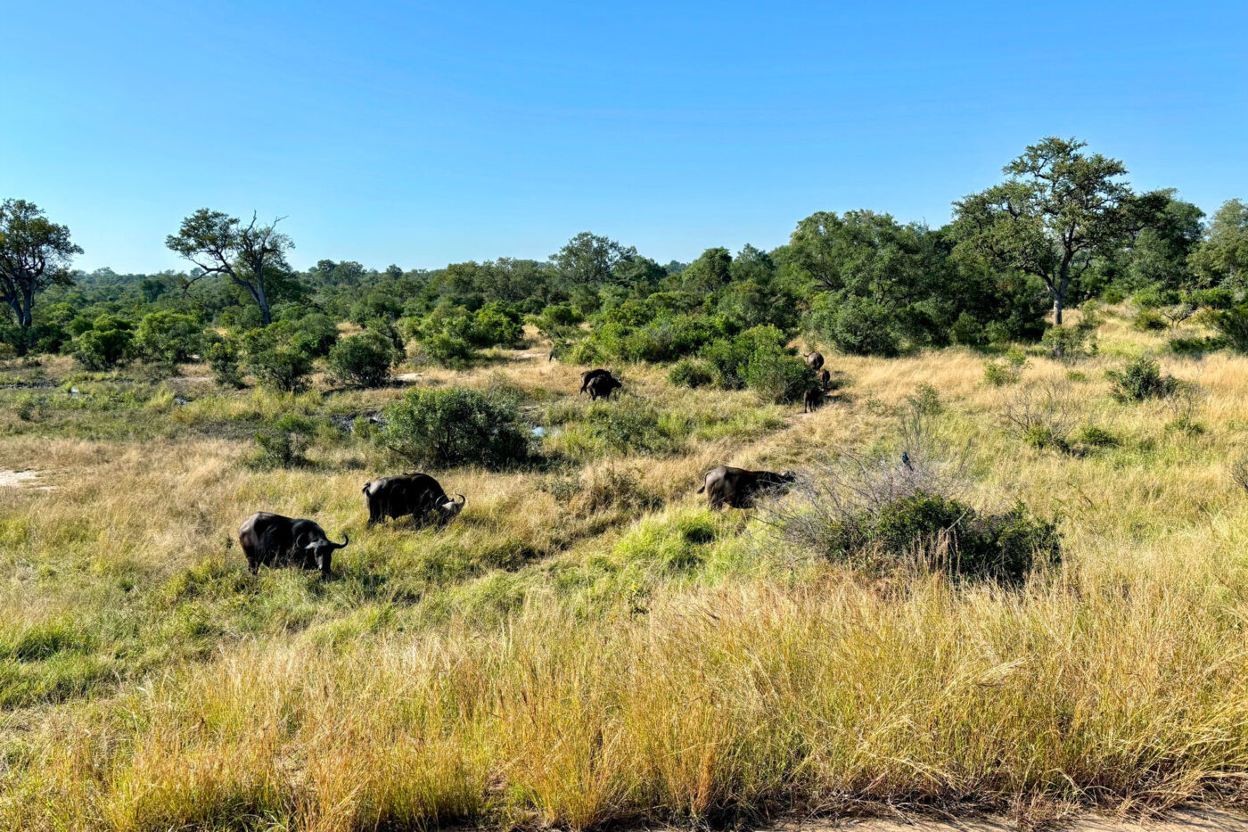 8 buffalos eating the grass in the wilderness.