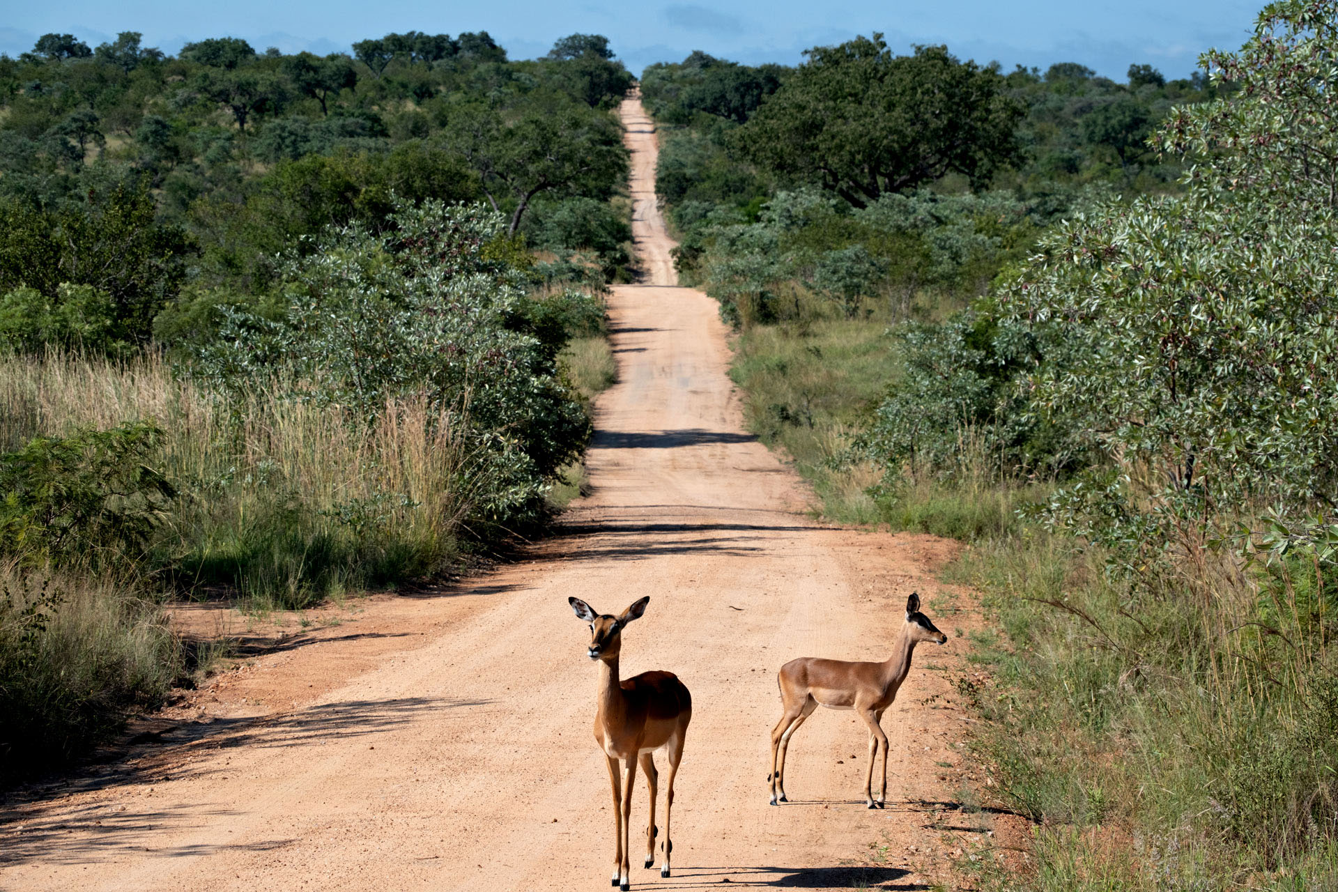 Impalas are absolutely everywhere in the park. 