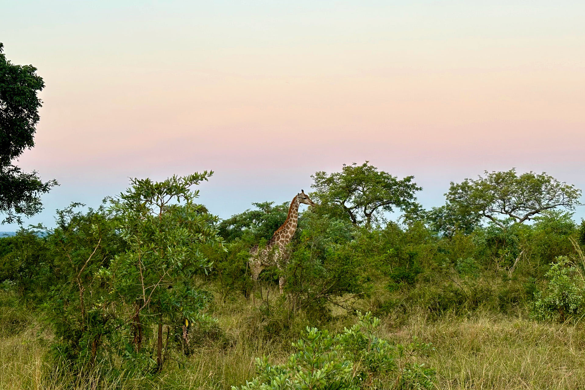 In all honesty, I thought the giraffes would be taller...