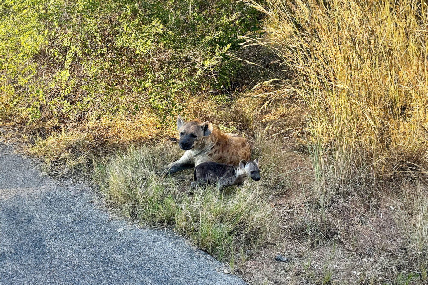 A mother hyena laying in the grass. Her baby is in front of her.