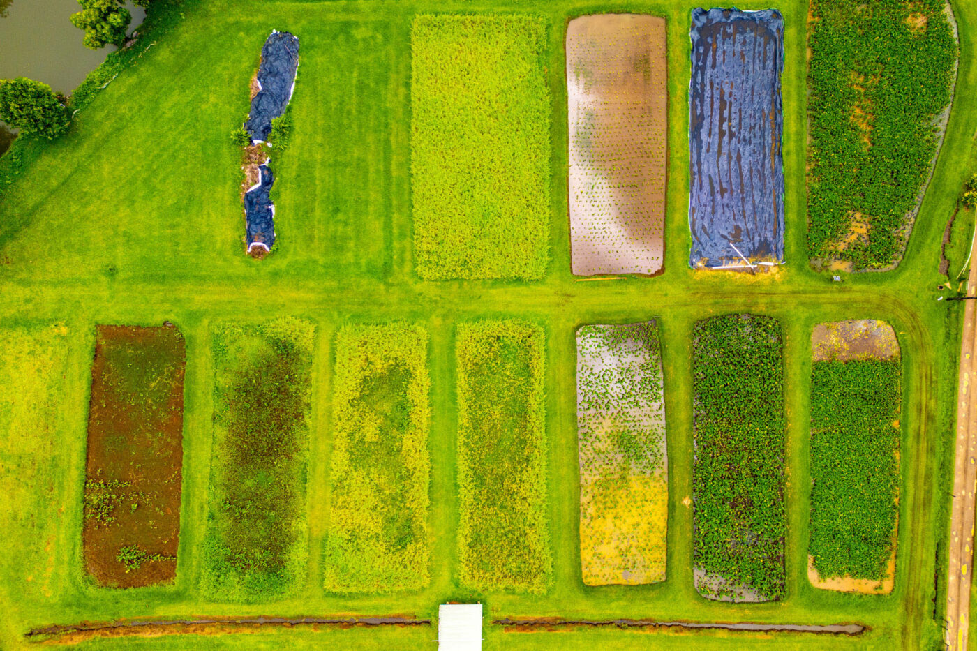 A bird's-eye-view shot looking over 12 patches of crops all lined up next to each other.