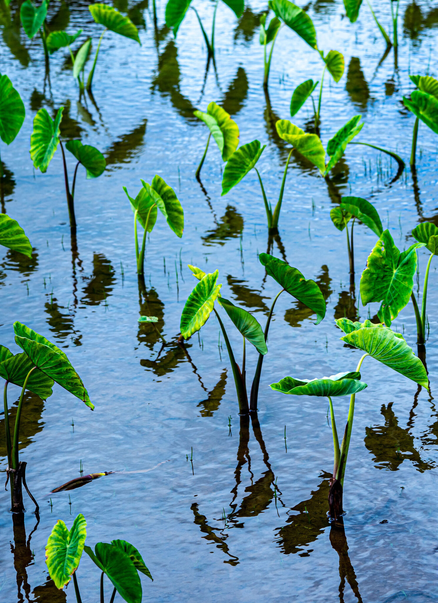 The sacred taro plant is more than food, it's history you eat.