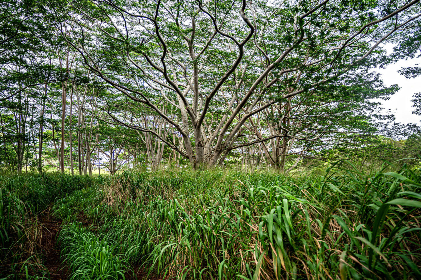 A big tree in the middle of the forest.