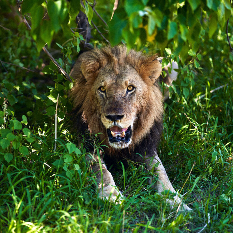 Male lion resting in the bush during a Botswana safari.