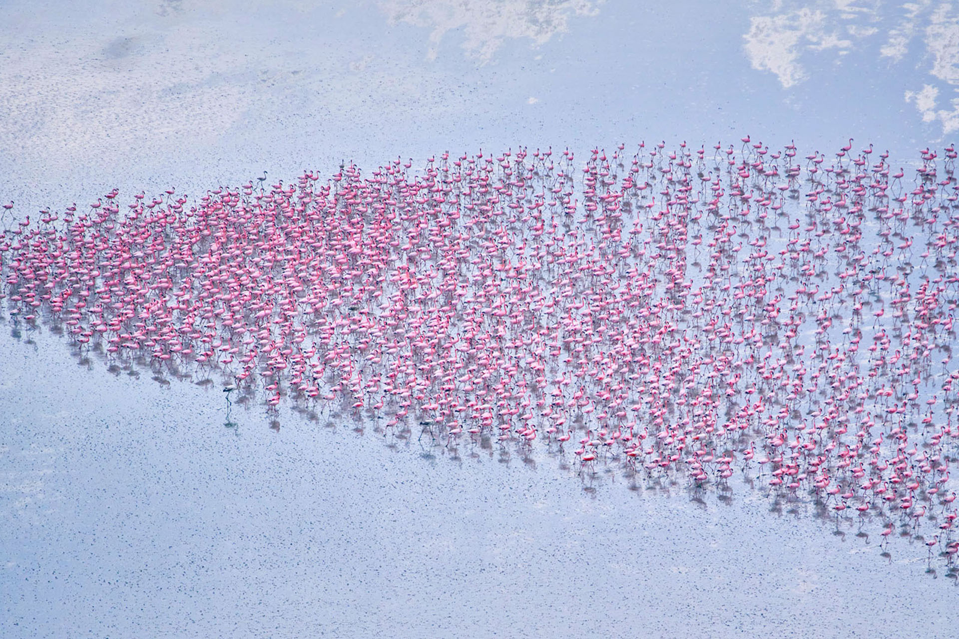 Flock of flamingos gathered on a Botswana salt pan.