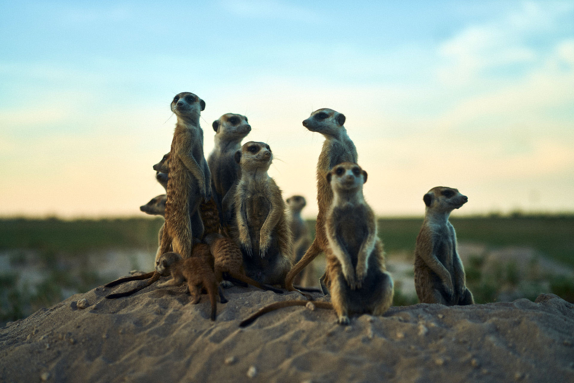 Meerkats keeping watch in the Kalahari, Botswana.
